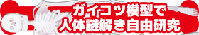 ガイコツ模型で人体謎解き自由研究