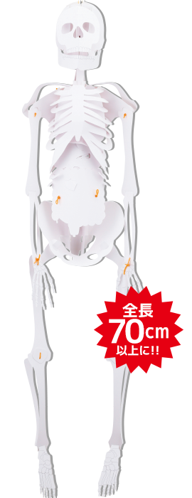 切り抜いてつくる人体骨格模型キット