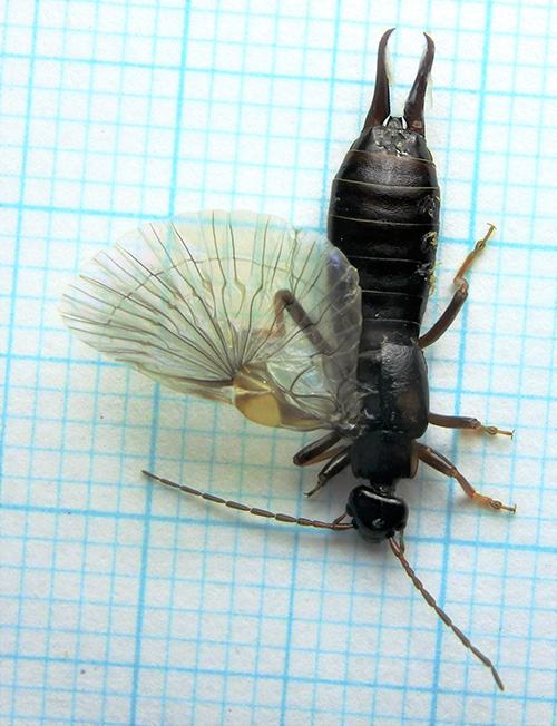 ここがスゴいぞハサミムシ