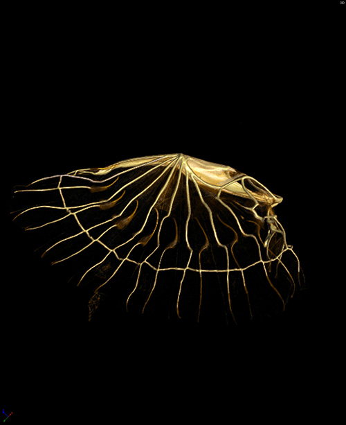 ここがスゴいぞハサミムシ