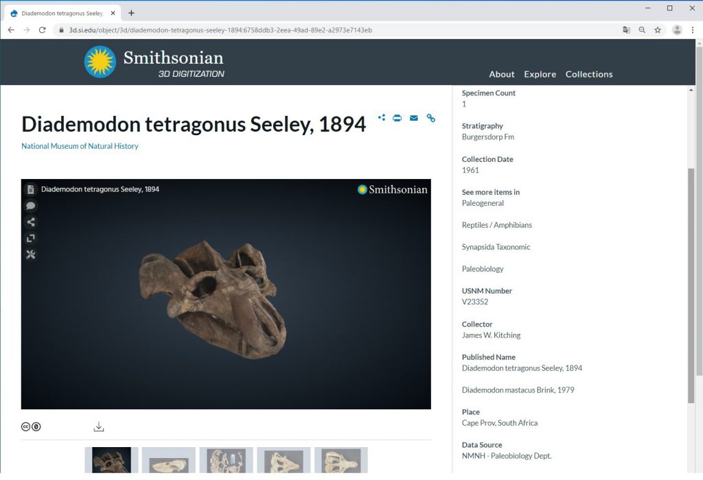 Diademodon tetragonus Seely,1894の3Dモデル