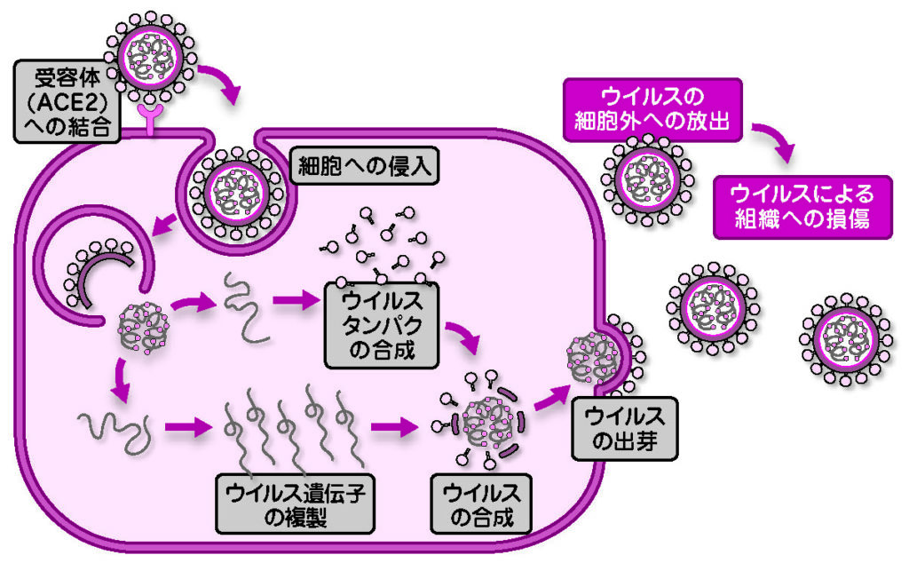 新型コロナウイルス研究part 武漢型からヨーロッパ型へ変化していた