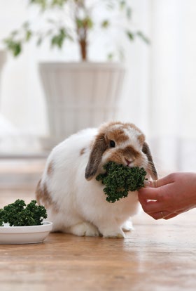 ペットとしても大人気 ウサギの食事を学ぼう