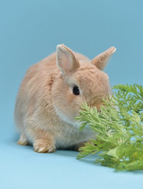 ペットとしても大人気 ウサギの食事を学ぼう 前編