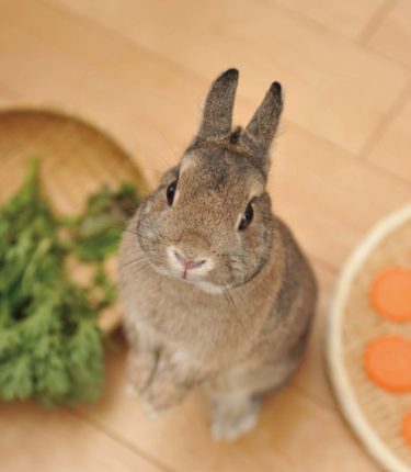 ペットとしても大人気 ウサギの食事を学ぼう