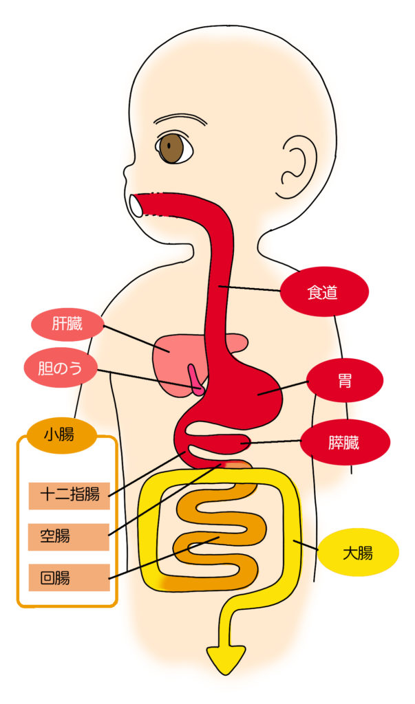 連載 人体maps 第３話 胃と腸 コカネット