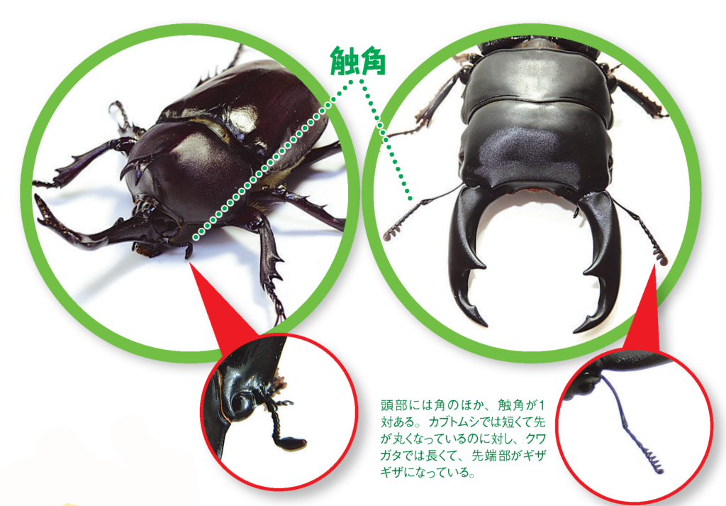 注目すべきは角だけじゃない カブトムシ クワガタムシ 自由研究スペシャル