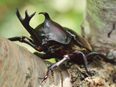 注目すべきは角だけじゃない カブトムシ クワガタムシ 自由研究スペシャル