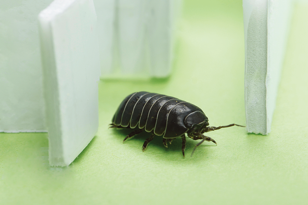 丸くなる以外の生態を知ろう ダンゴムシ 自由研究スペシャル