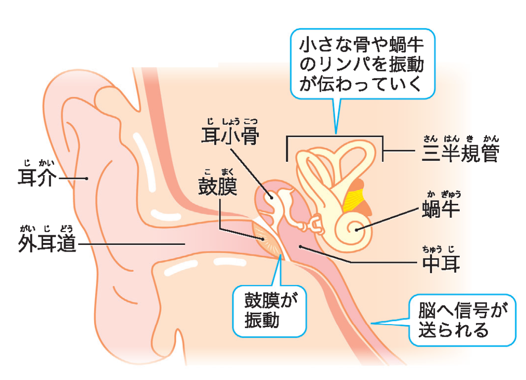 イヌネコヒトの耳くらべ もっと知りたい イヌネコのふしぎ コカネット