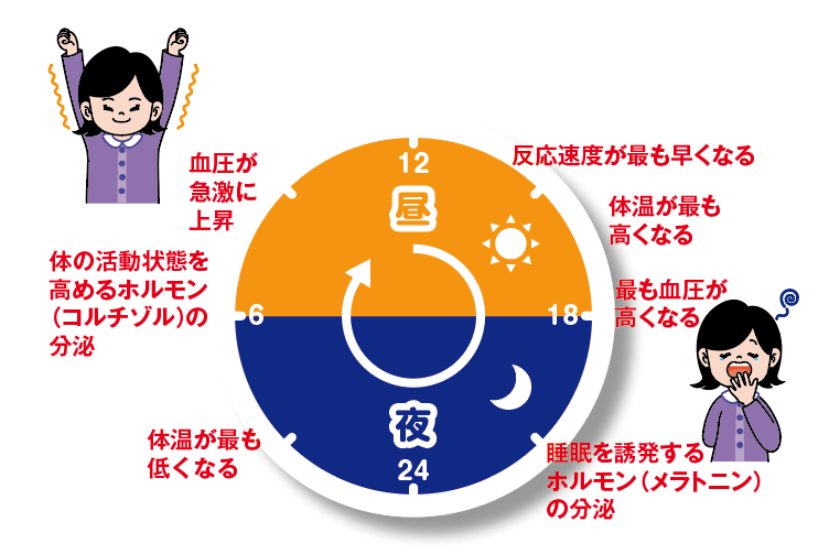 2017年ノーベル医学 生理学賞 生物に起こる２４時間周期の変化 概日リズムのしくみを解明 コカネット