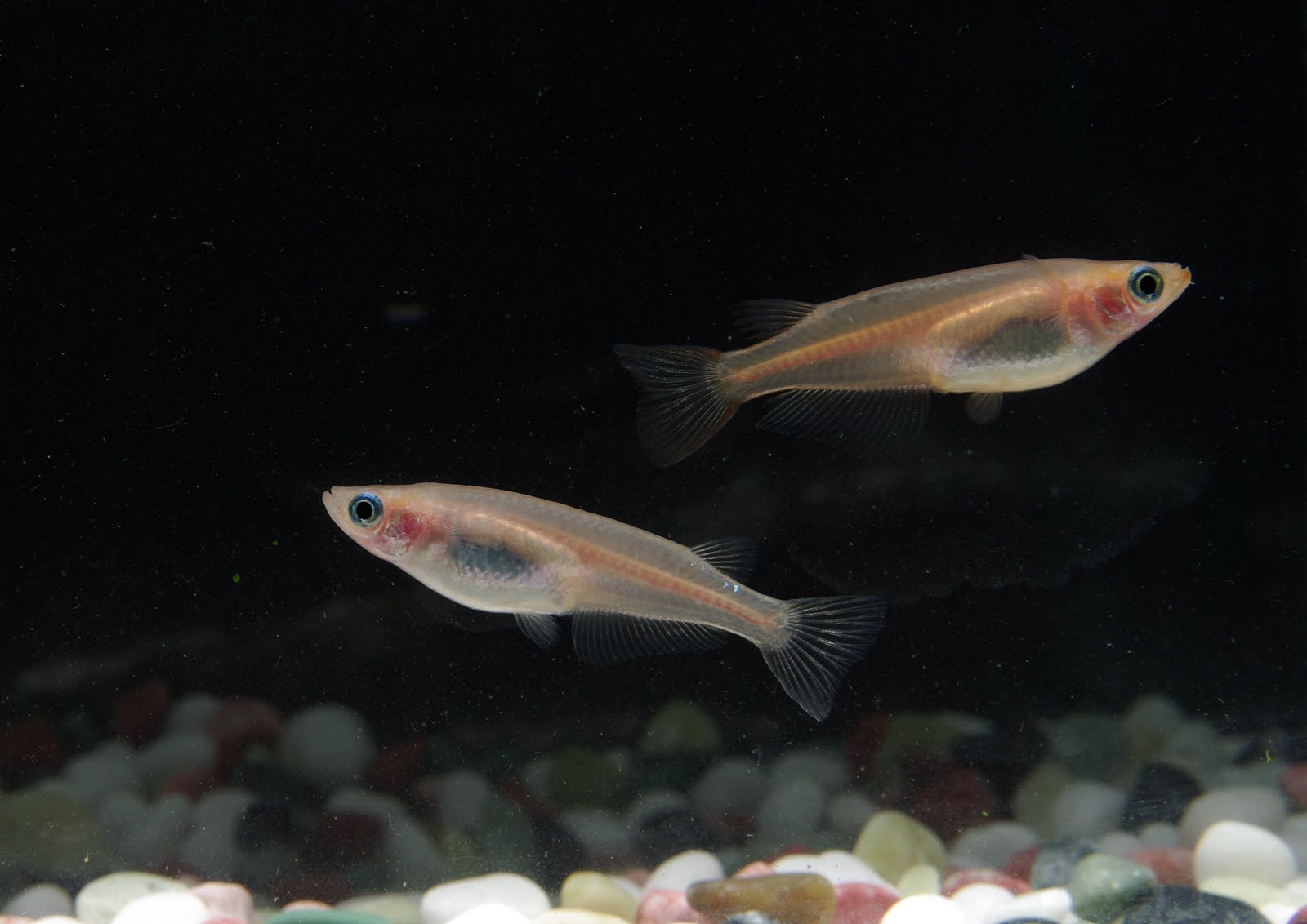 保護区の調査から見える 野生メダカの危機 地域のメダカを守るには コカネット