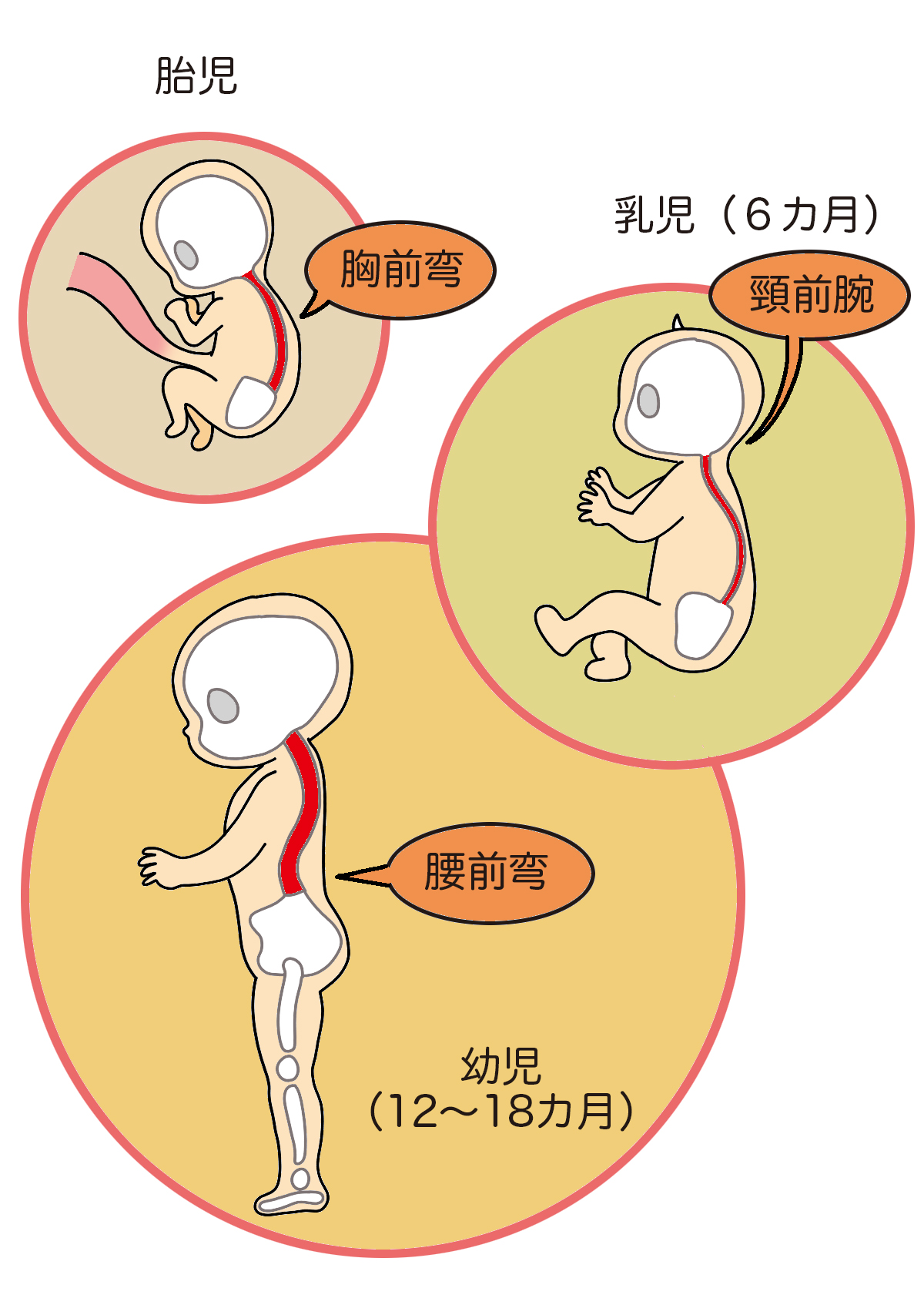 背骨曲がる 子供 – 背骨 曲がっている 治し方 – KZEOL