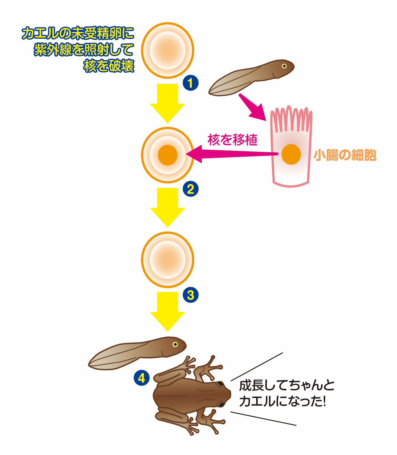 子供の科学 新連載 ドクターズリレー に登場 山中伸弥先生とips細胞をもっと知ろう コカネット