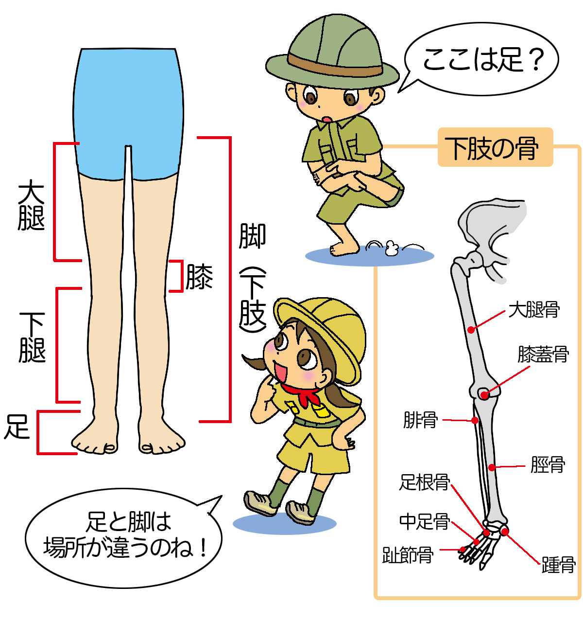 下 腿 部 と は