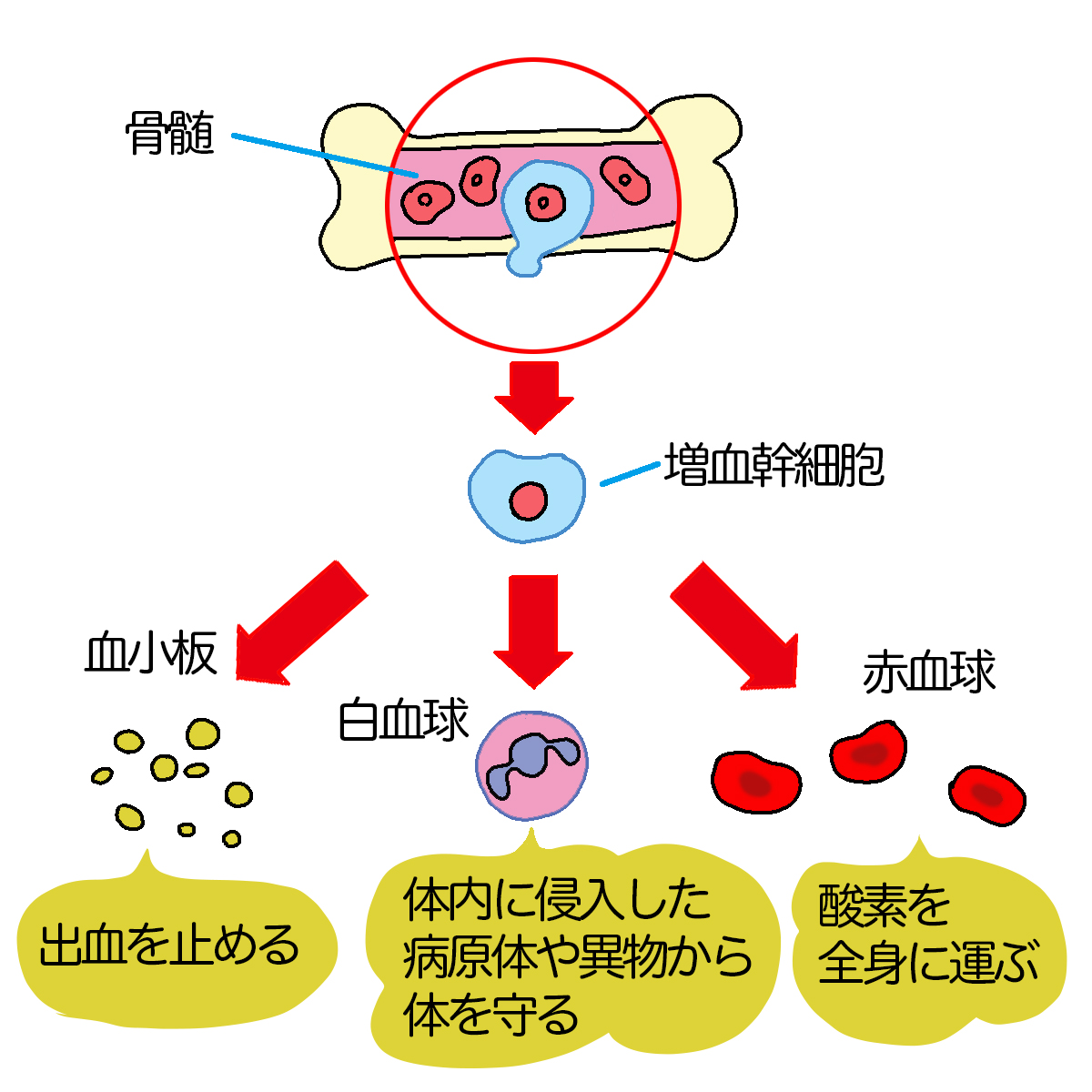 連載 人体maps 第話 骨 コカネット