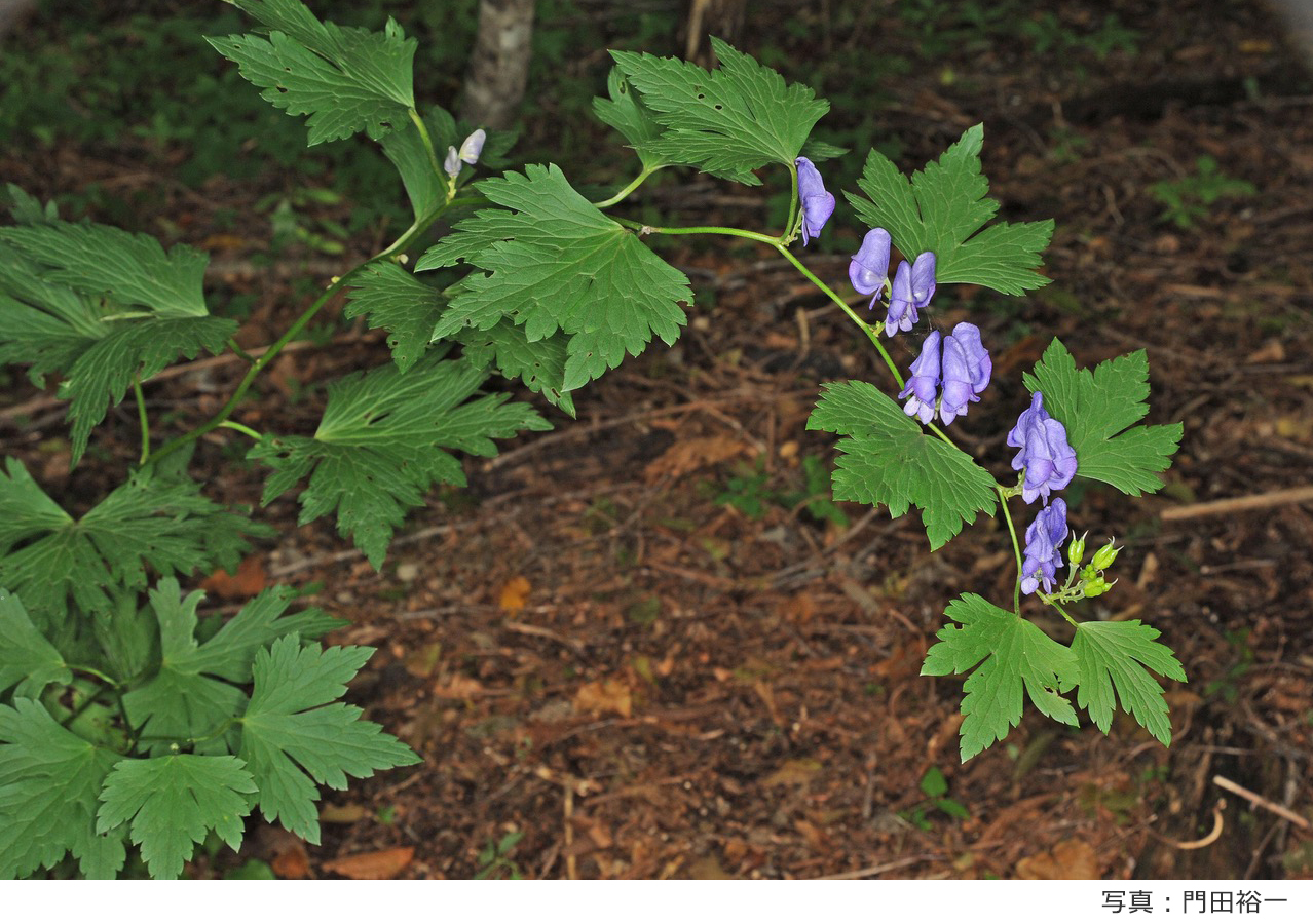 実は科博では初テーマ 特別展 毒 が開催 23年2月19日 日 まで コカネット