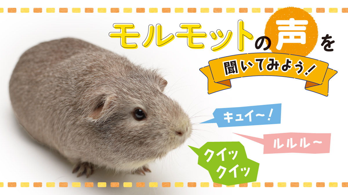 モルモットの声を聞いてみよう！ （2022年11月号）│コカネット
