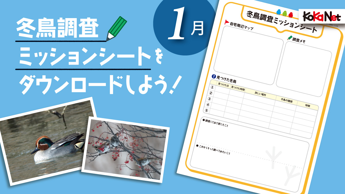 【１月のミッション】冬鳥調査シートダウンロード《科学ミッションカレンダー2023》