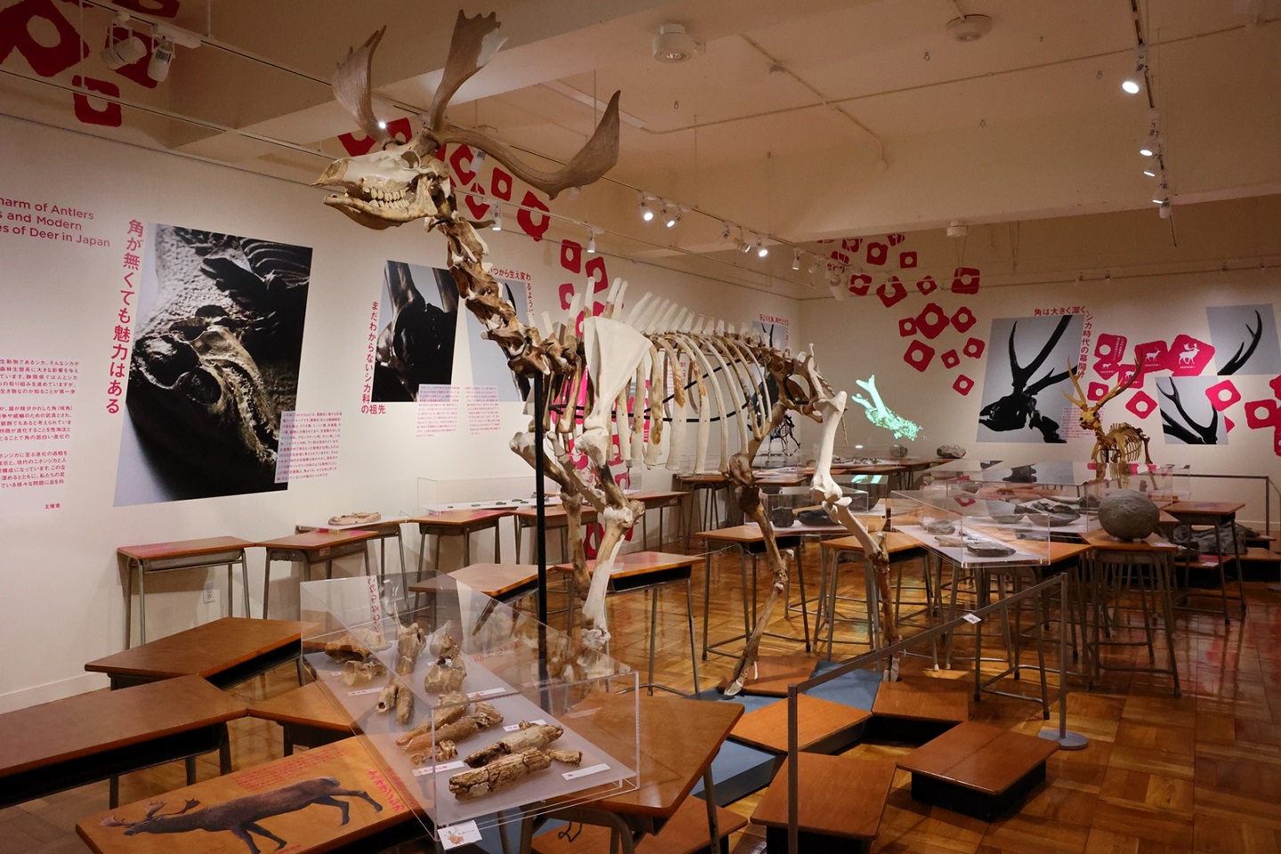 企画展「角の魅惑―日本のシカ化石とニホンジカ―」が見逃せない！（静岡県／2023年5月7日（日）まで）