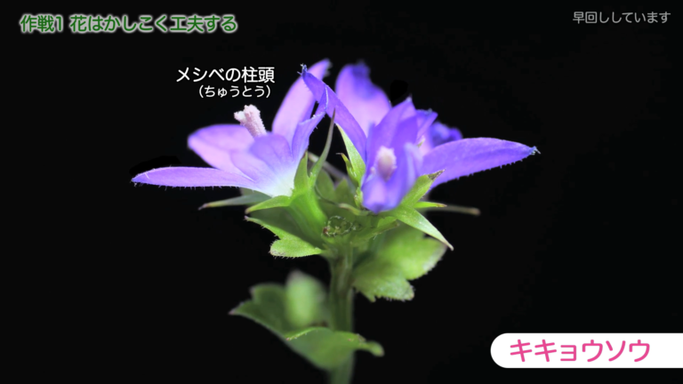 動画】タネが飛ぶ瞬間を見よ！『ワザあり！ 雑草の生き残り大作戦