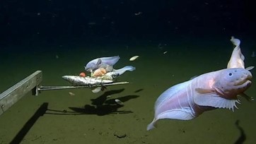 【Pick UP!】≪動画≫超深海で撮影されたスネイルフィッシュ【2023年6月号】