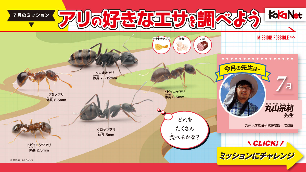 7月のミッション】アリの好きなエサを調べよう《科学ミッション 