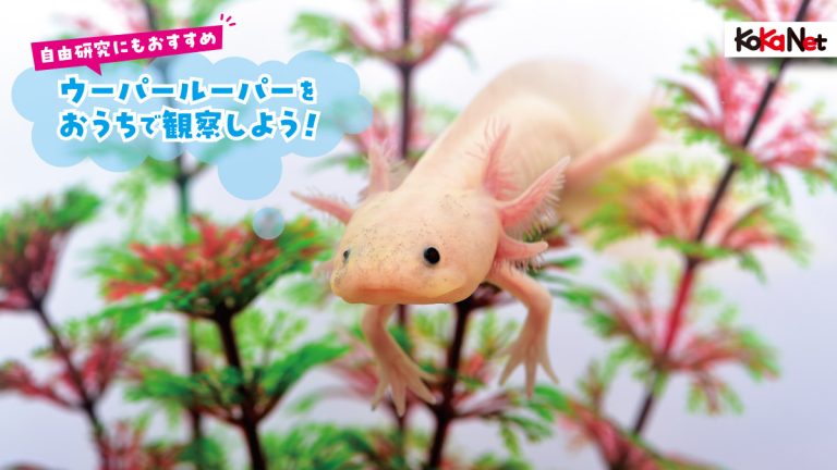 自由研究にもオススメ》ウーパールーパーをおうちで観察してみよう 