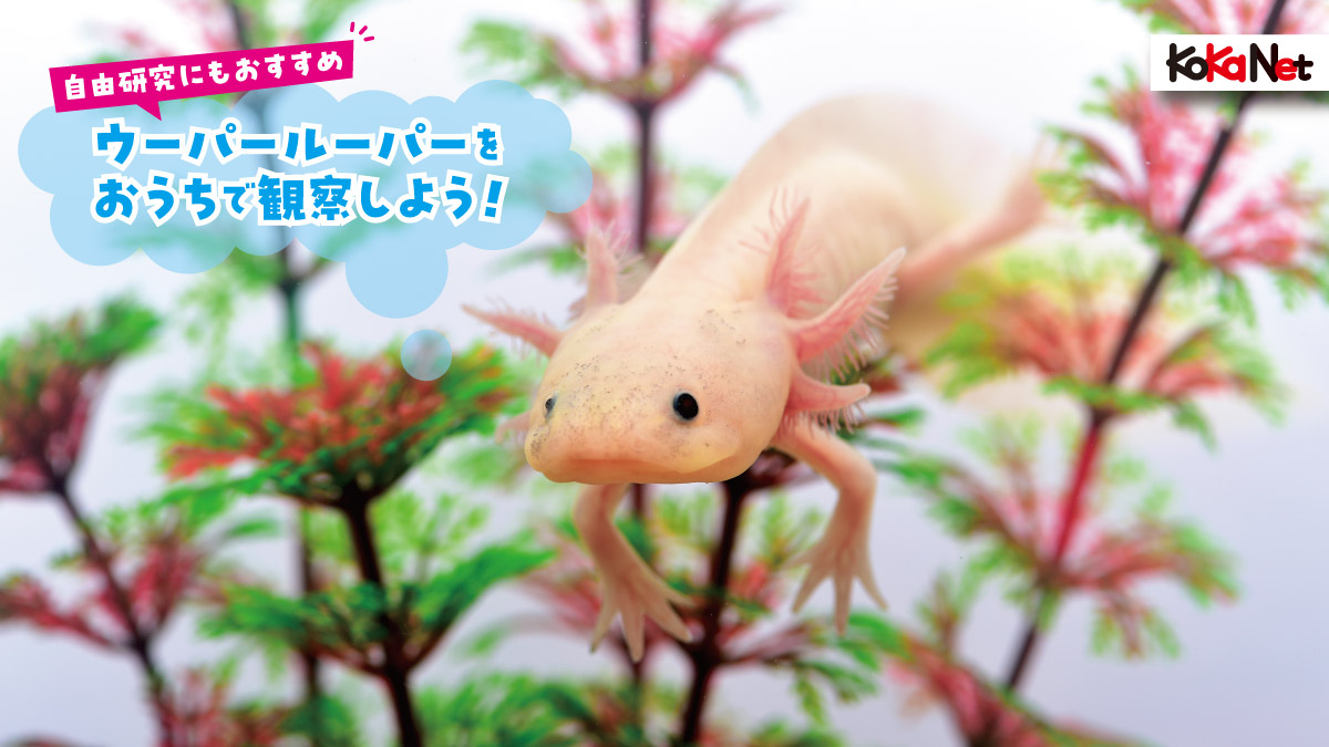 キャップ タオル ウーパールーパーの飼育は大変？良いとことと大変なところ ｜ すっきりブログ 唯 読み方 名前