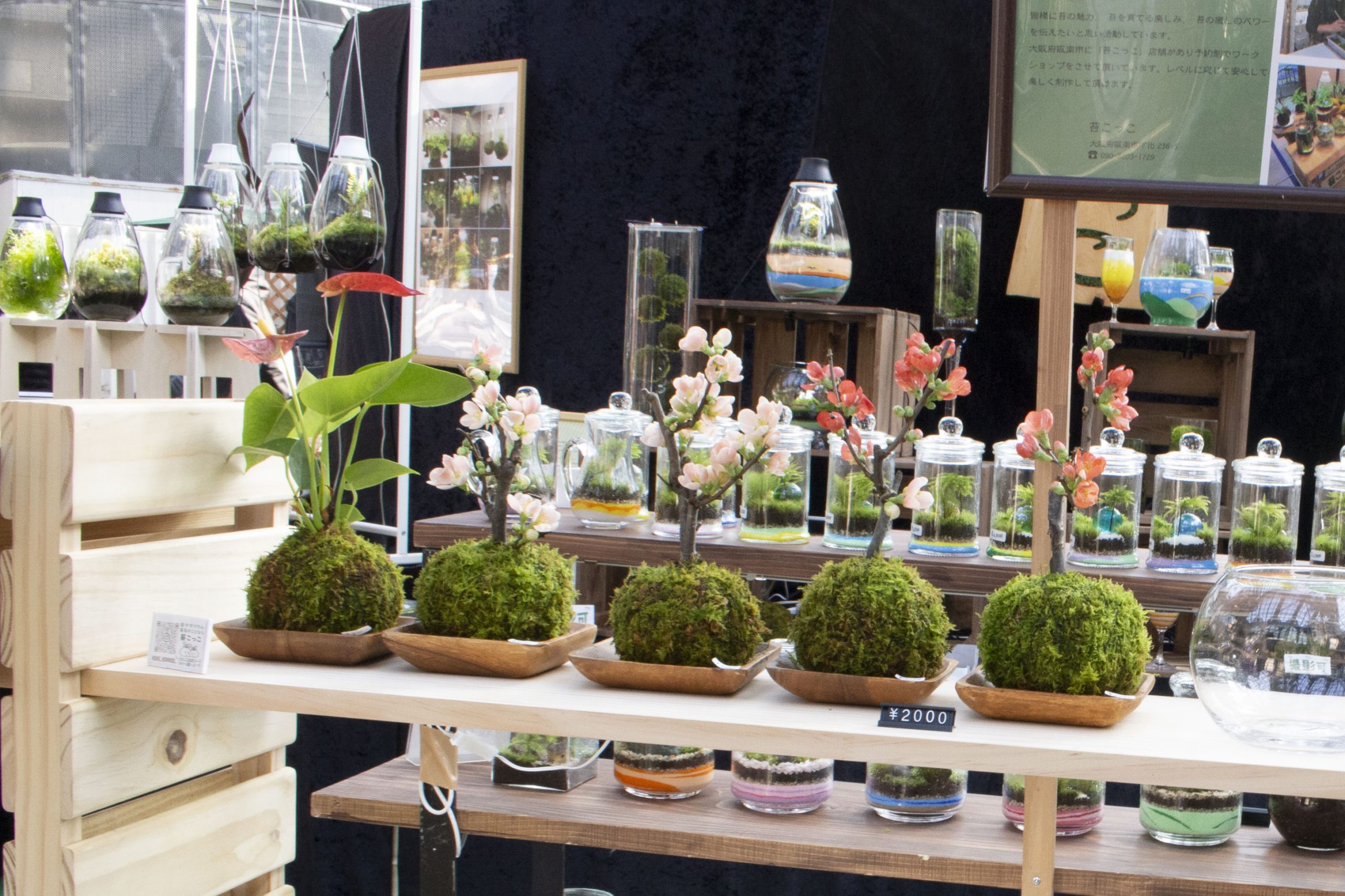 モウセンゴケ 原画 現代アート 絵画 画家 多肉植物 苔 キモカワ ポップ 創作 モウセンゴケ 原画 現代アート 絵画 画家 多肉植物 苔 キモカワ ポップ