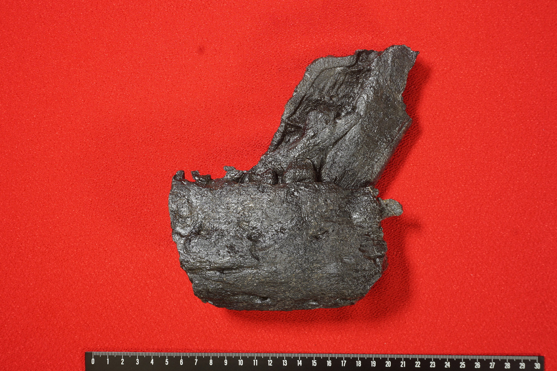 【コカトピ！】ティラノサウルス科の下顎化石を発見！