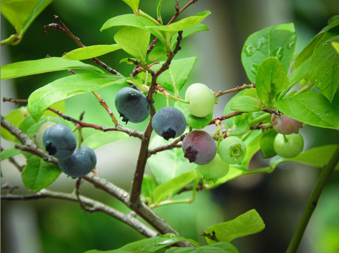 【コカトピ！】ブルーベリーの果実が青く見えるのはなぜ？