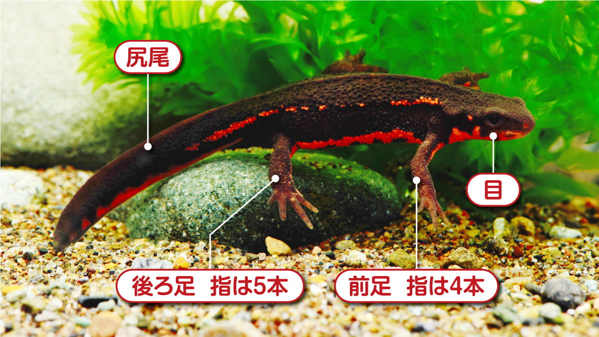《自由研究のテーマにも!》アカハライモリを飼育&観察してみよう│コカネット