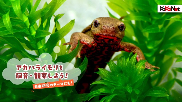 自由研究のテーマにも！》アカハライモリを飼育＆観察してみよう 