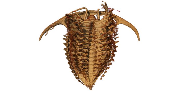 三葉虫化石 ただ今発見 爬虫類・両生類用品 三葉虫化石 ただ今発見