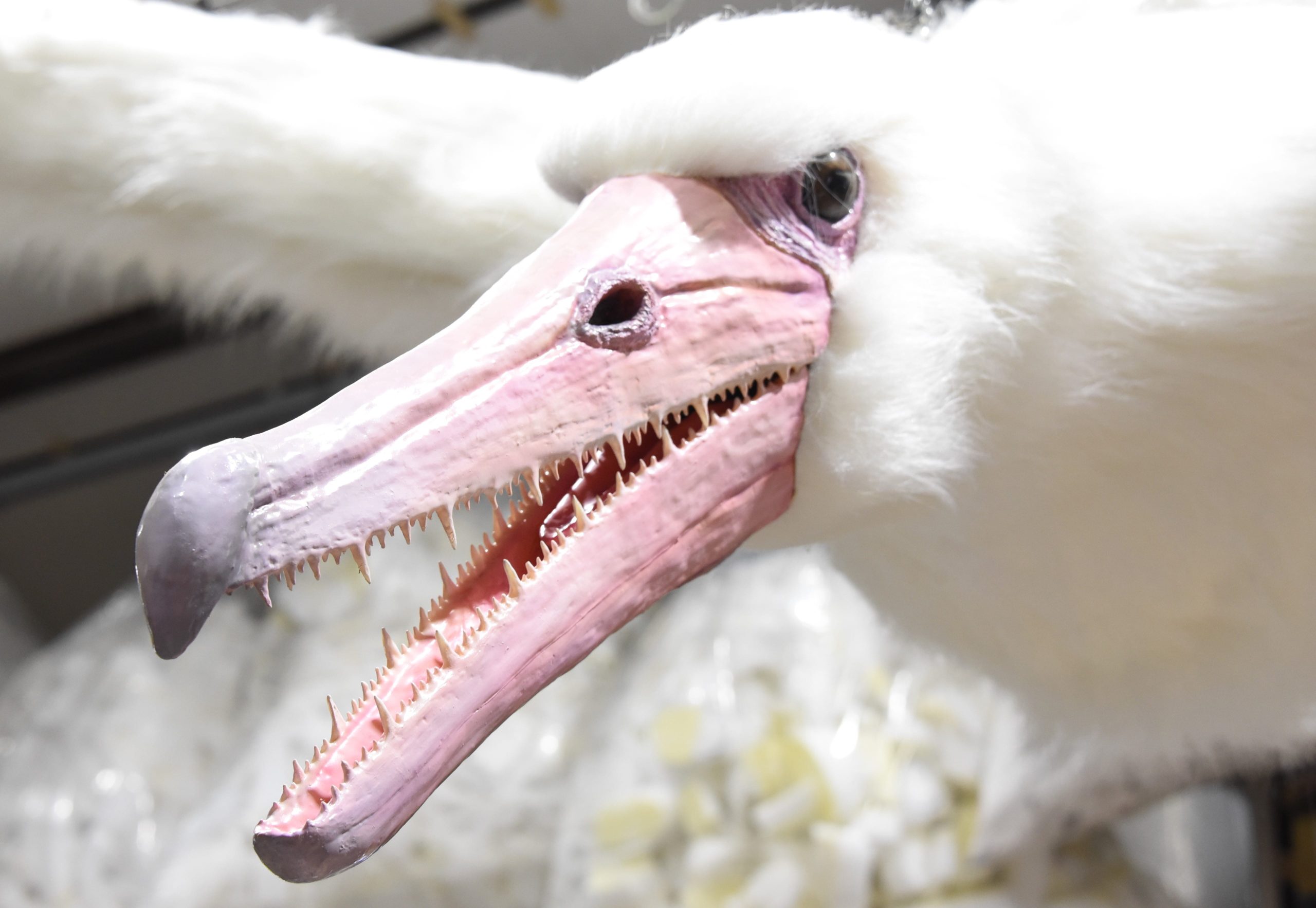 国立科学博物館で11月2日（土）から開催！ 特別展「鳥 ～ゲノム解析で 