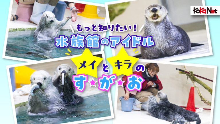Pick UP】もっと知りたい！ 水族館のアイドル・メイとキラのすがお