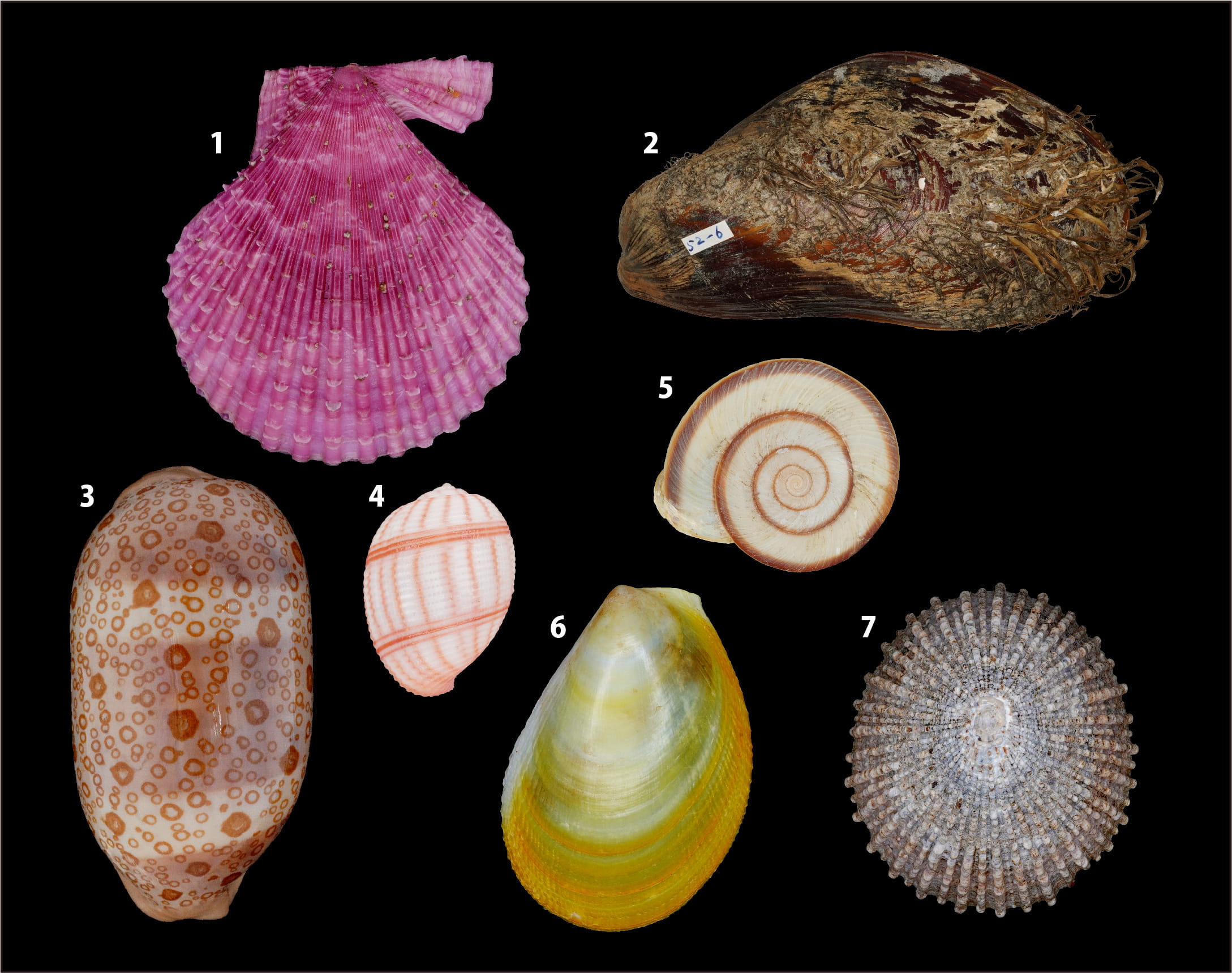 2065＊カサガイ＊天然記念物＊貝標本＊ - 東京都島しょ 海洋島
