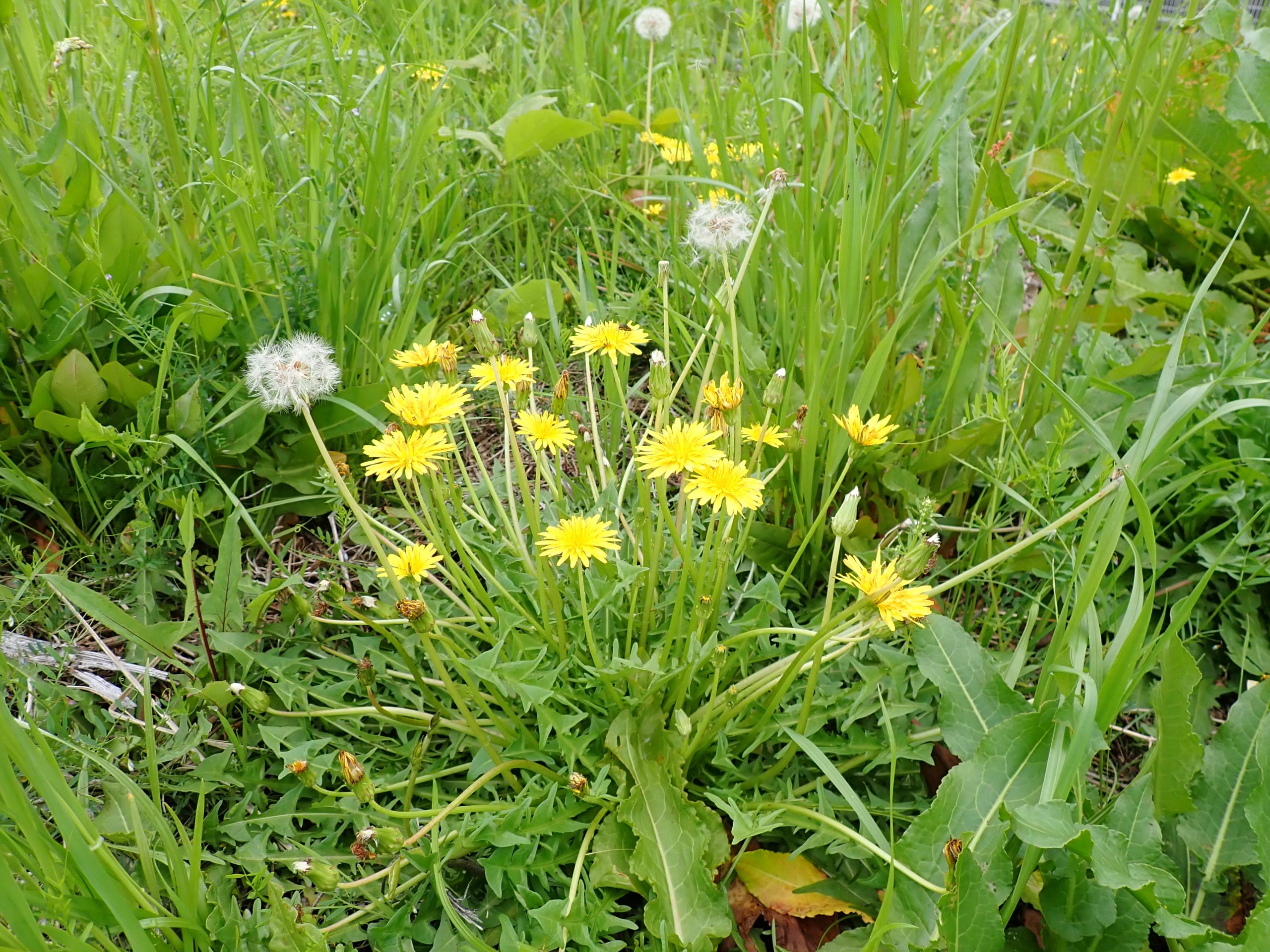 地域市民の協力を求ム！「タンポポ調査・2025 高知県」に参加して