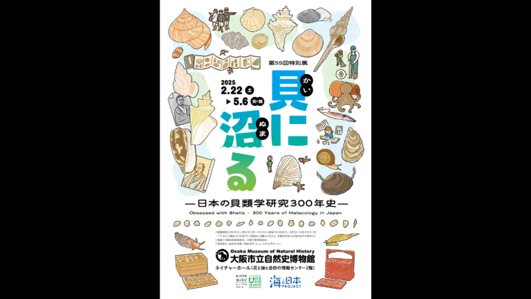 大阪市立自然史博物館で2月より開催！ 特別展「貝に沼る —日本の貝類学