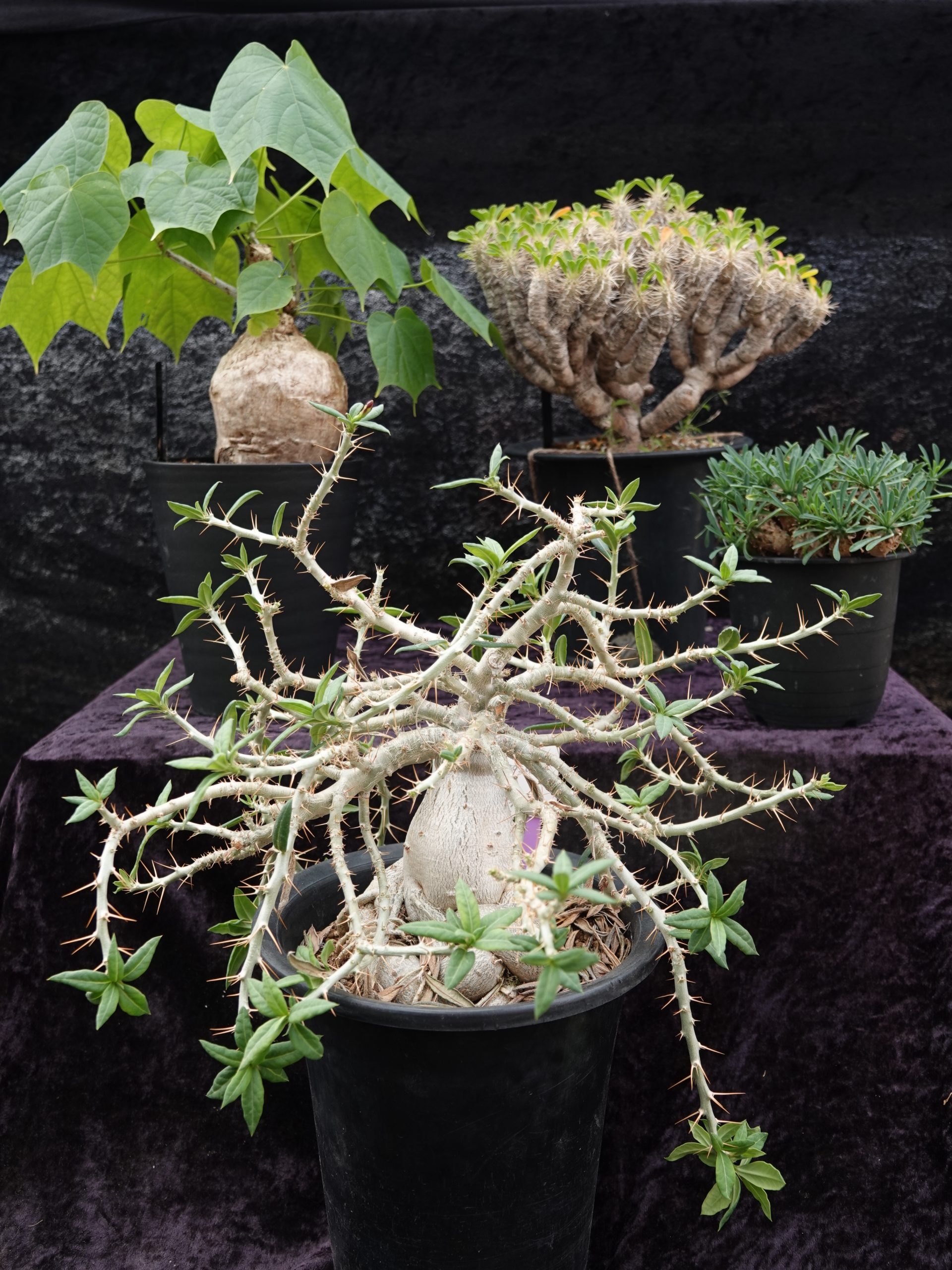 サボテン・多肉植物展-塊根・塊茎植物-」へ行こう！【大阪府、4月8日 