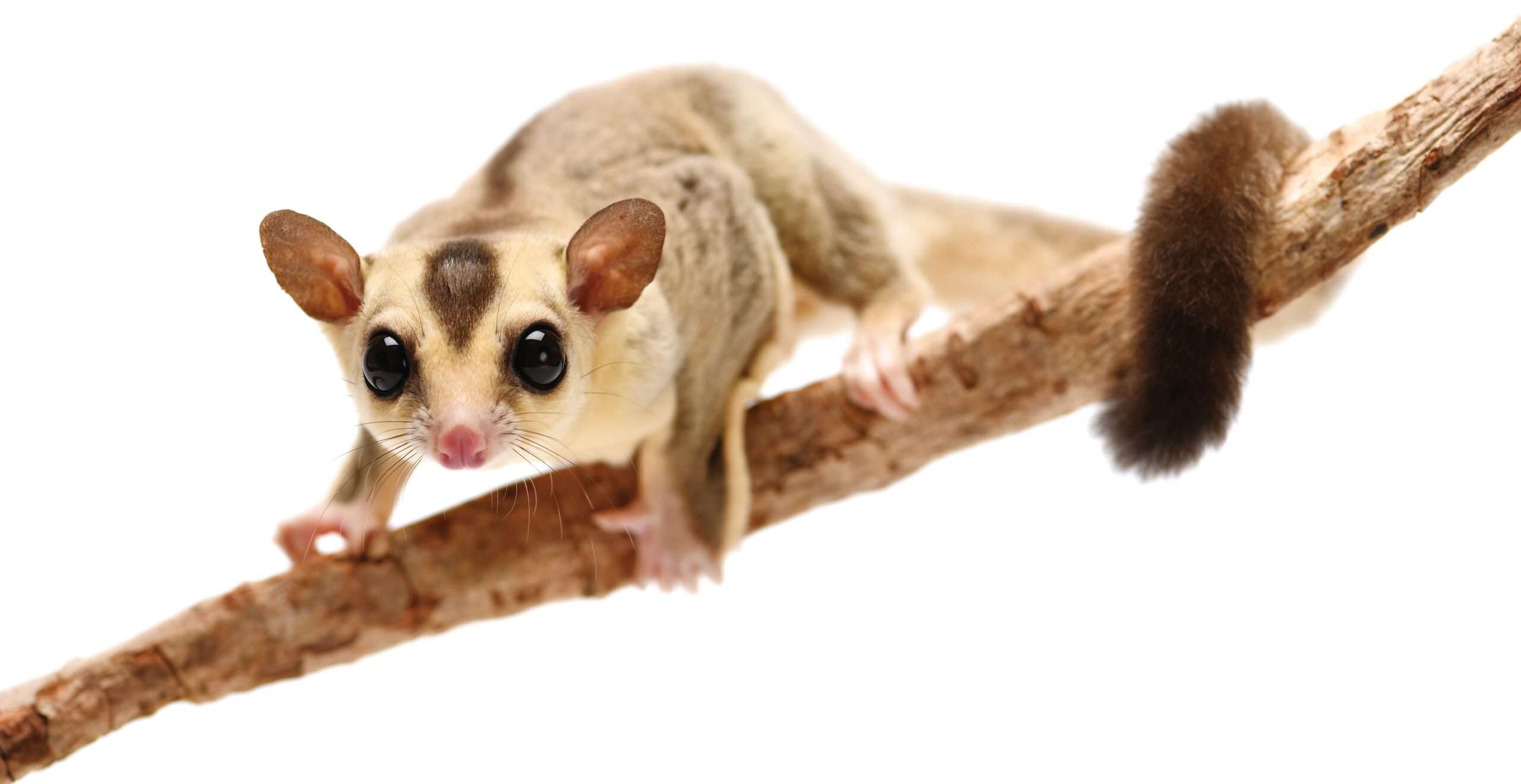 ももんが様専用☆ ♥モモンガ様♥専用《水引素材》友禅和紙使用