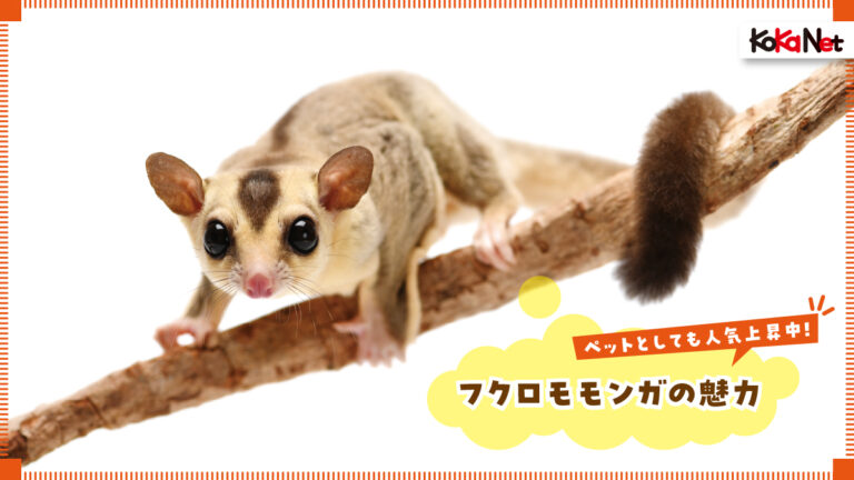 ペットとしても人気上昇中！ フクロモモンガの魅力《飼育方法も紹介