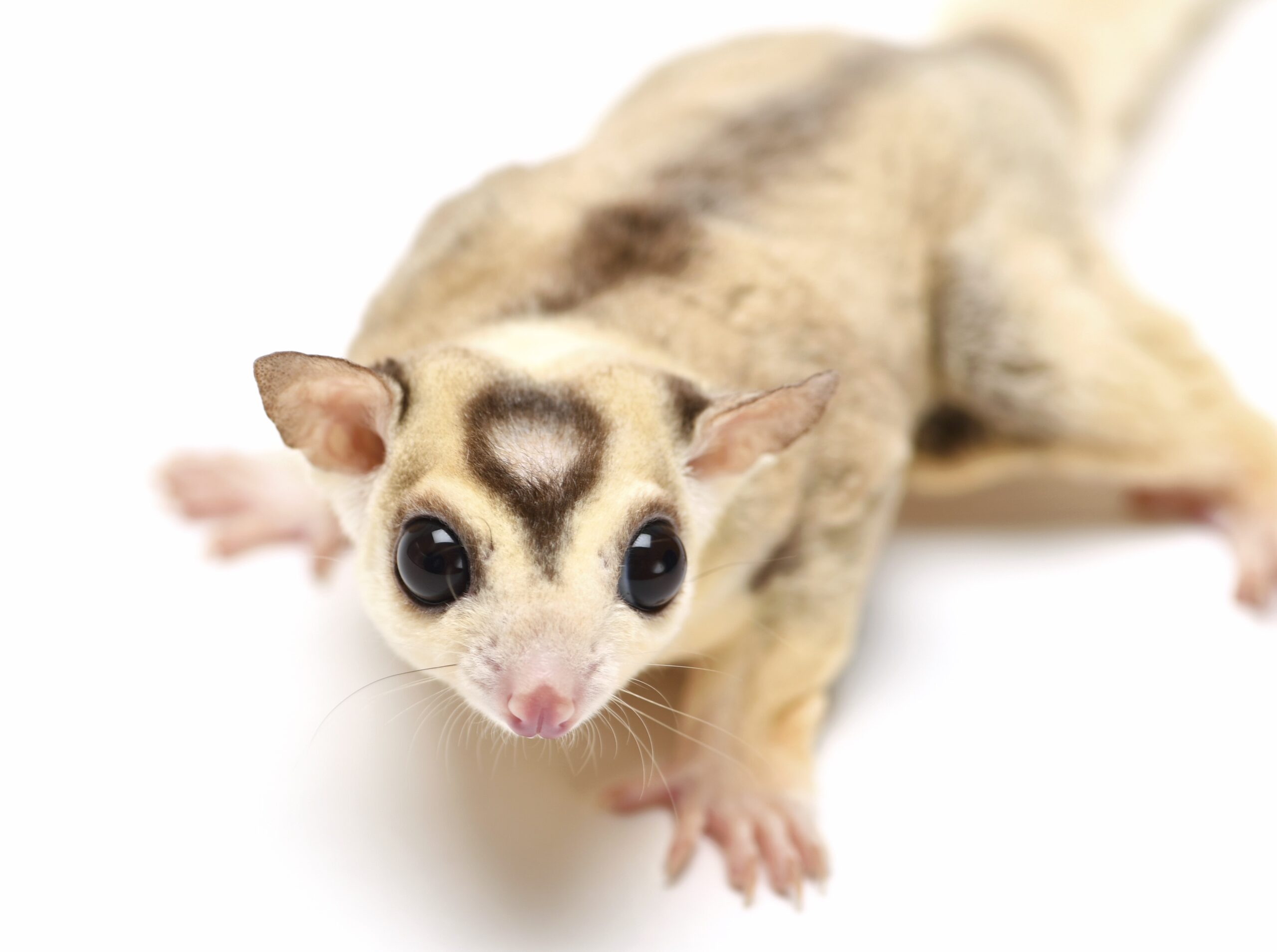 ペットとしても人気上昇中！ フクロモモンガの魅力《飼育方法も紹介