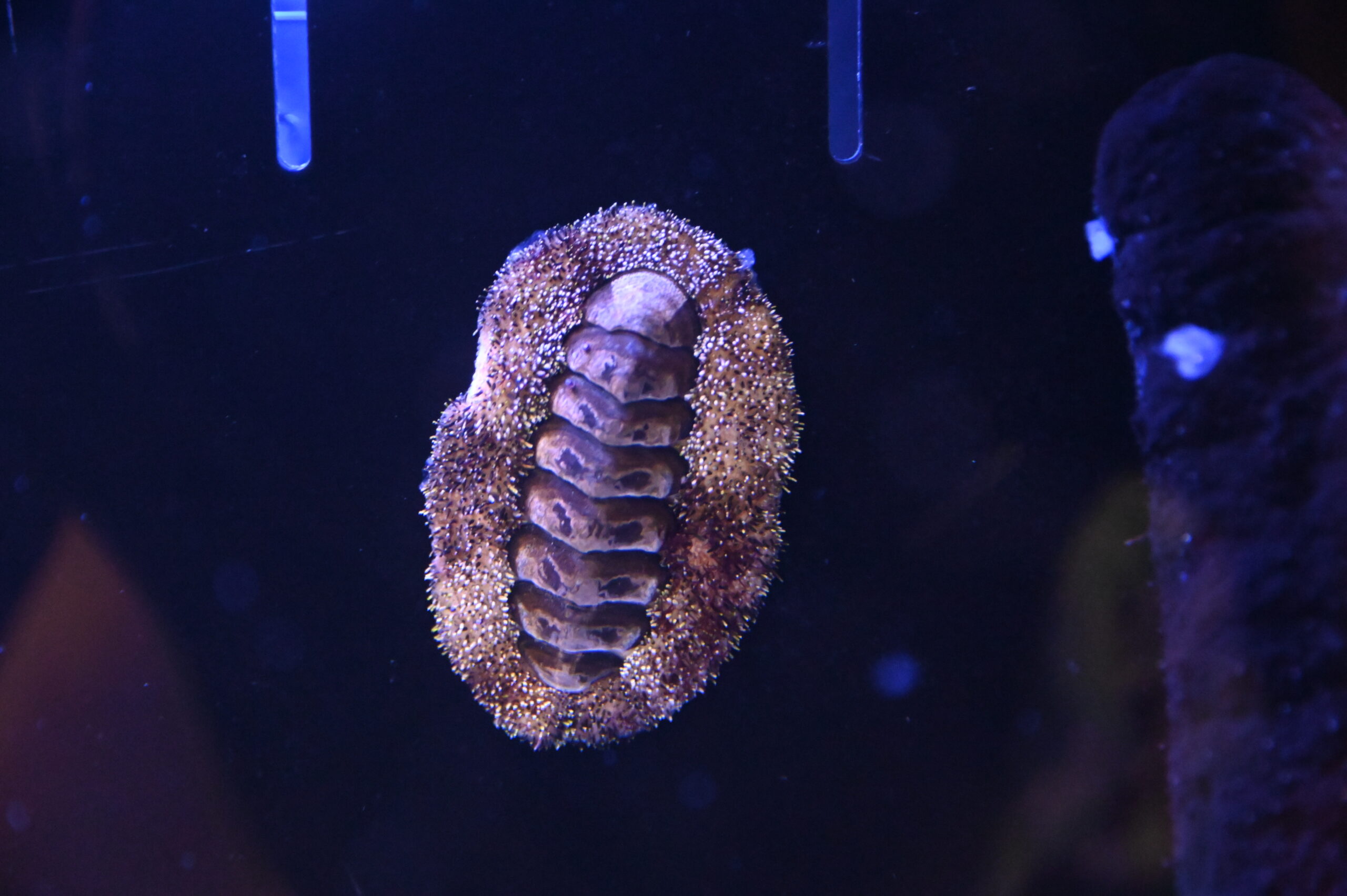 日本モンキーセンターで開催中！ 特別展「海とサルの交わるところ」へ