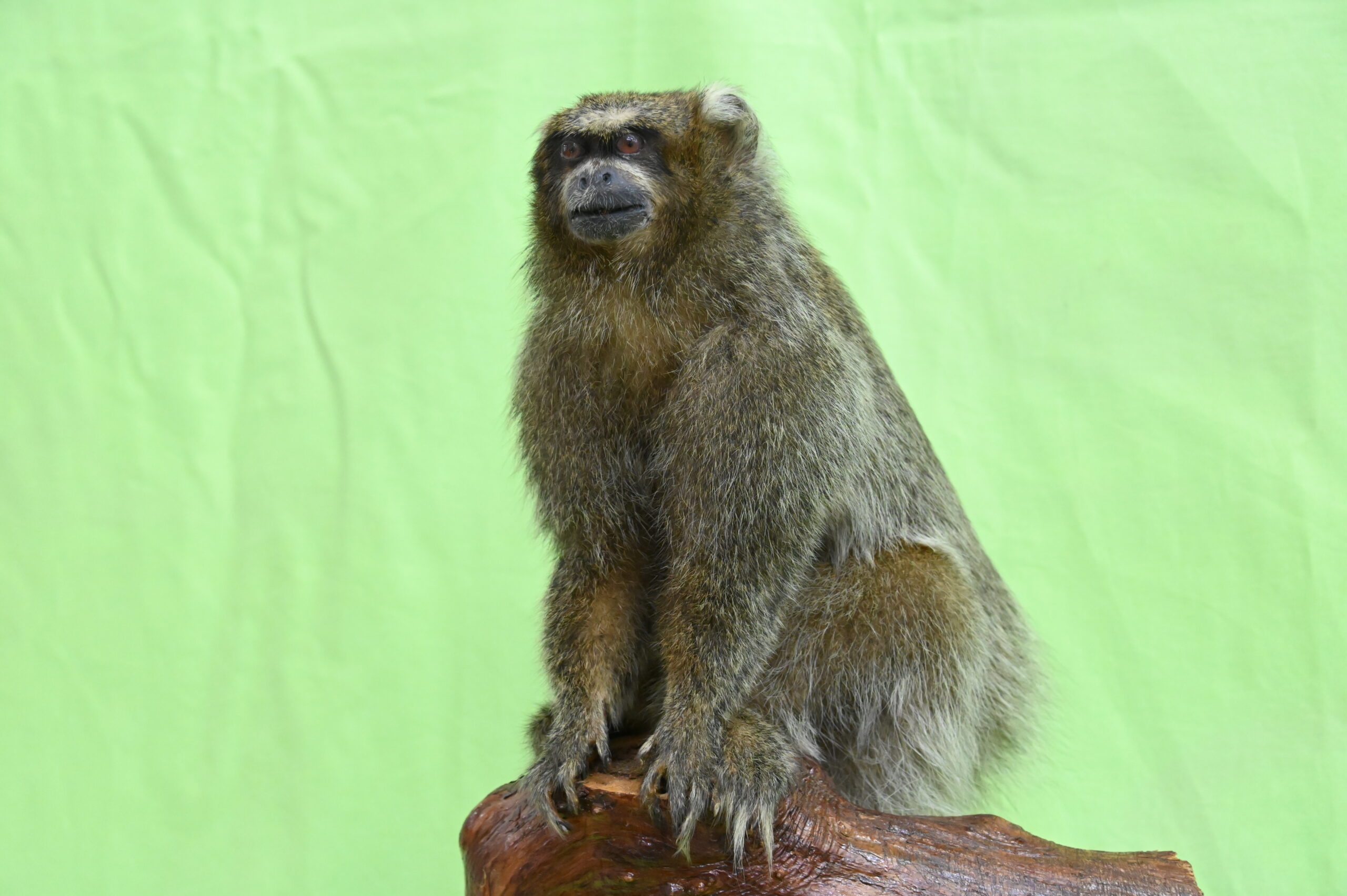 日本モンキーセンターで開催中！ 特別展「海とサルの交わるところ」へ