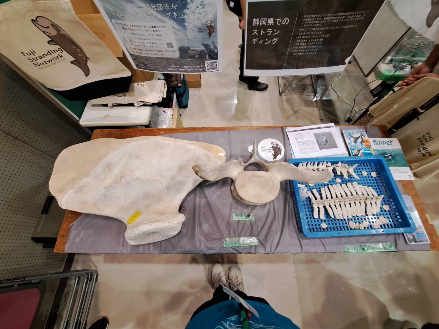 第10回 ホネホネサミット@高知県黒潮町」で骨を楽しもう！【2025年11月