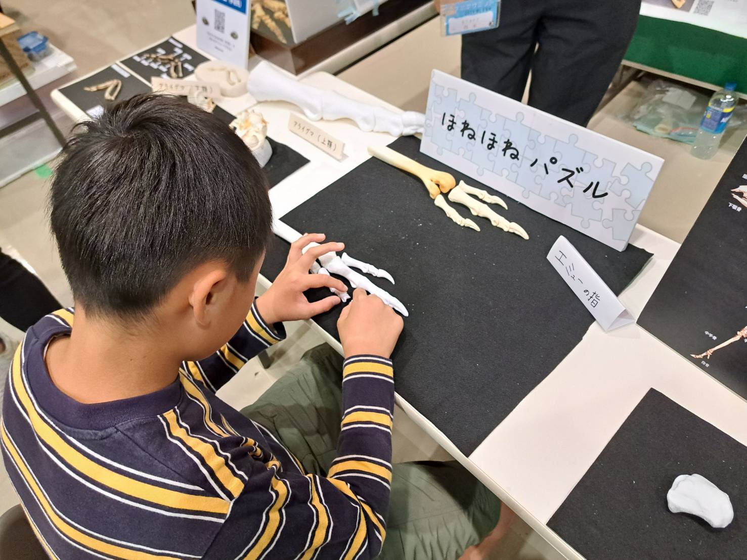 ホネホネ スペシャルプライス]MADE IN JAPAN(メイドインジャパン)(一部店舗限定