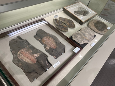 生きものの化石や模型がたくさん！企画展「古生代探検隊～三葉虫と