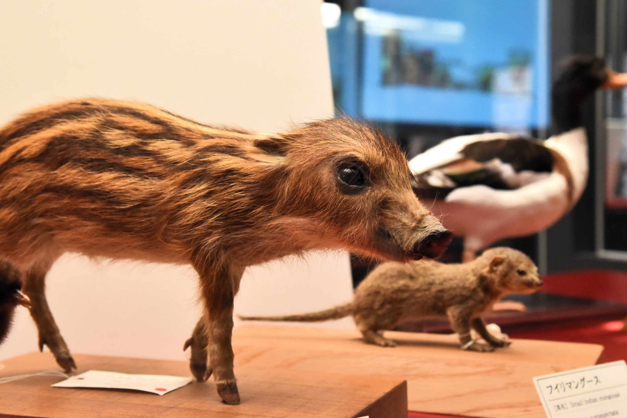 標本は大自然からの贈りもの「いのちのカタチ展―好奇心の標本箱